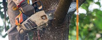 Why Choose Our Tree Removal Services in Baywood, NY?